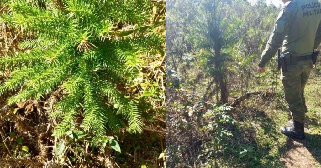 Polícia Ambiental autua mulher por corte ilegal de 135 araucárias em Rio Azul