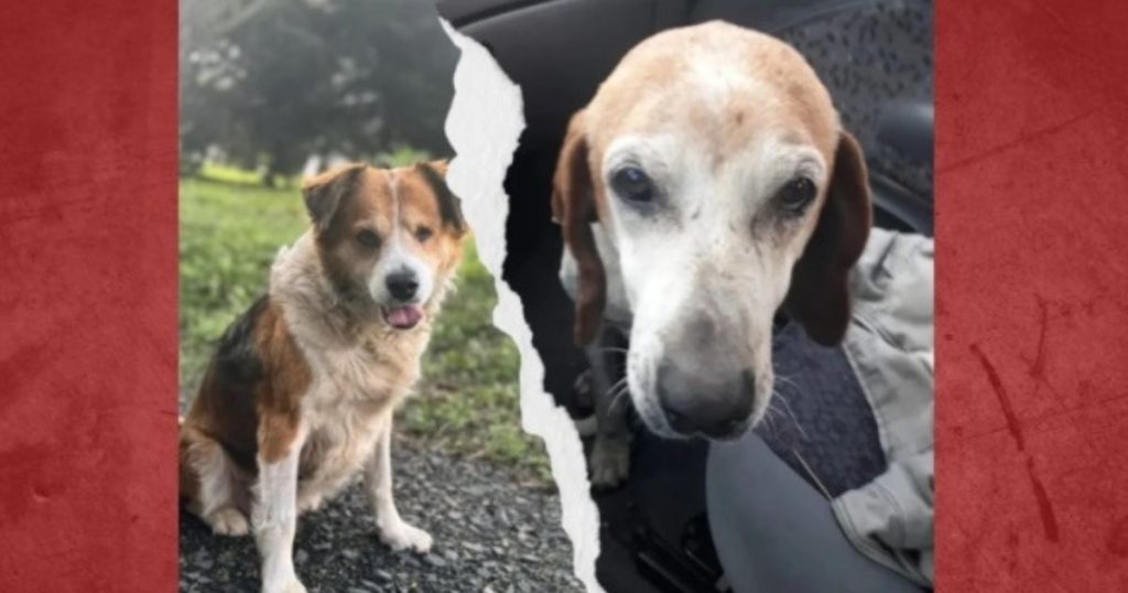 Atenção: ONG 4 Patas faz apelo para evitar que cães voltem às ruas