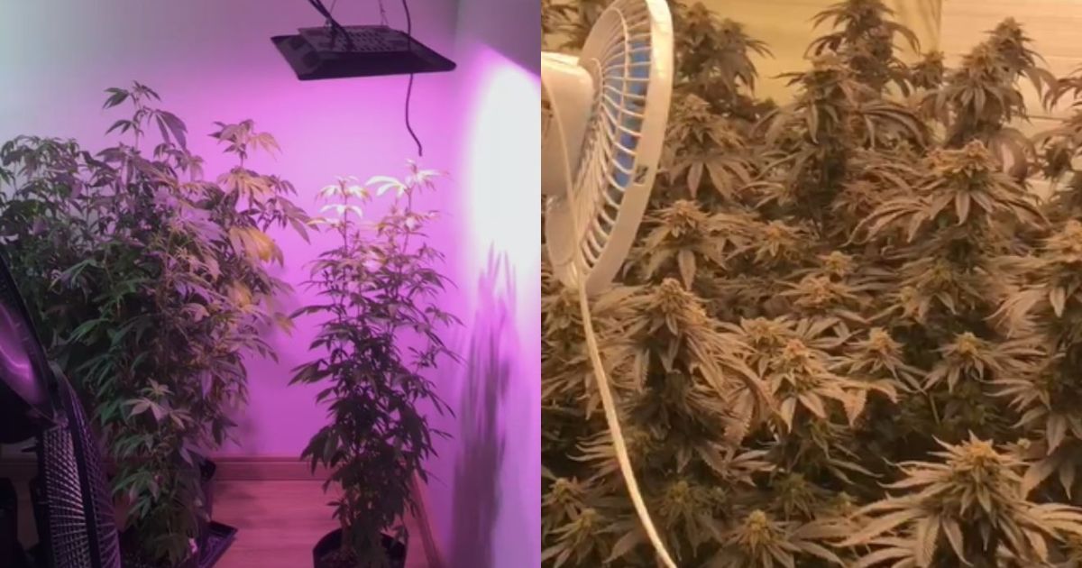 No PR, casal é preso com estufa de maconha em apartamento e diz que dinheiro seria para cirurgia