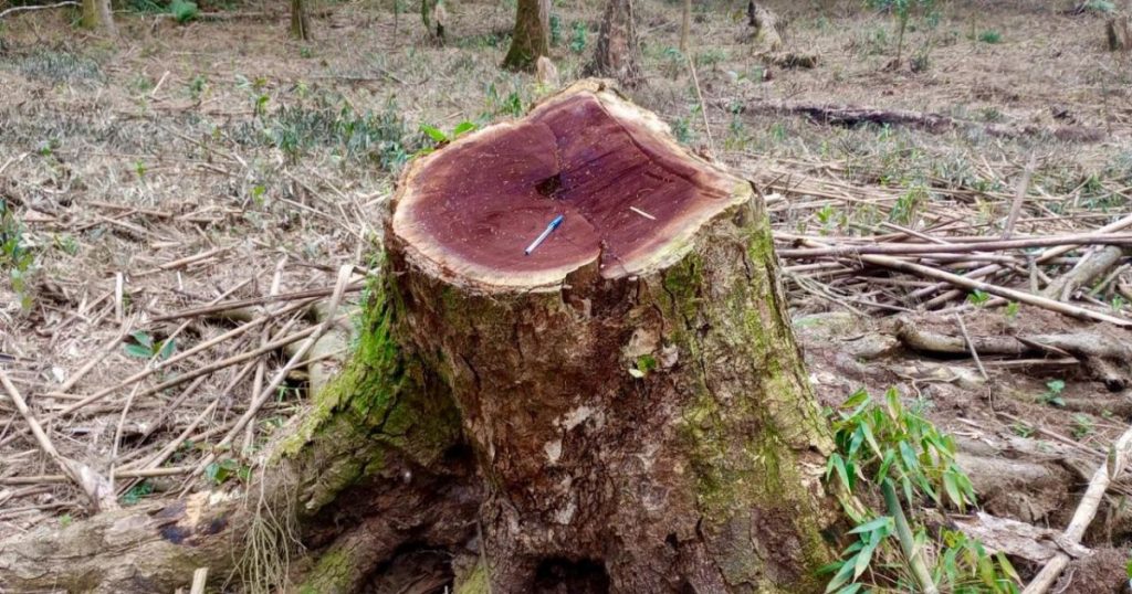 Polícia Ambiental aplica multa de R$ 21 mil por corte de espécies nativas em Antonio Olinto