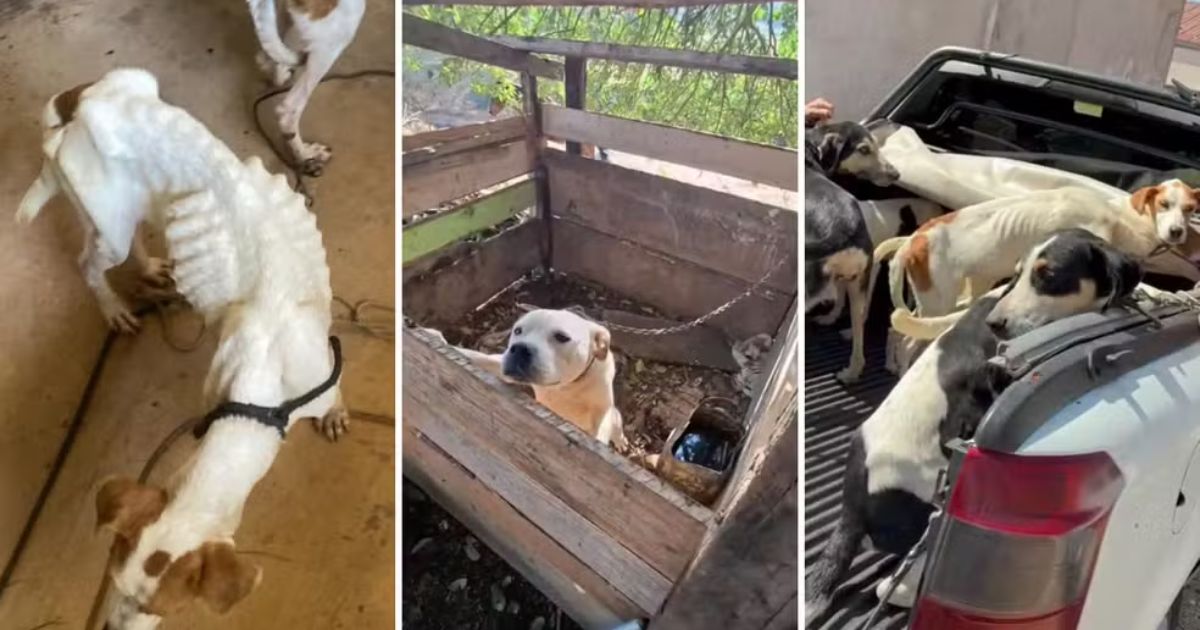 ‘Amarrados, com magreza extrema e doenças graves’: polícia flagra 11 cachorros e filhotes em situação de maus-tratos no PR