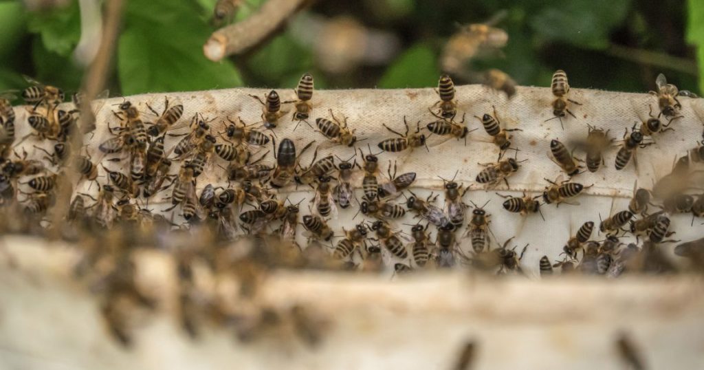 Trabalhadores são atacados por enxame de abelhas em Canoinhas