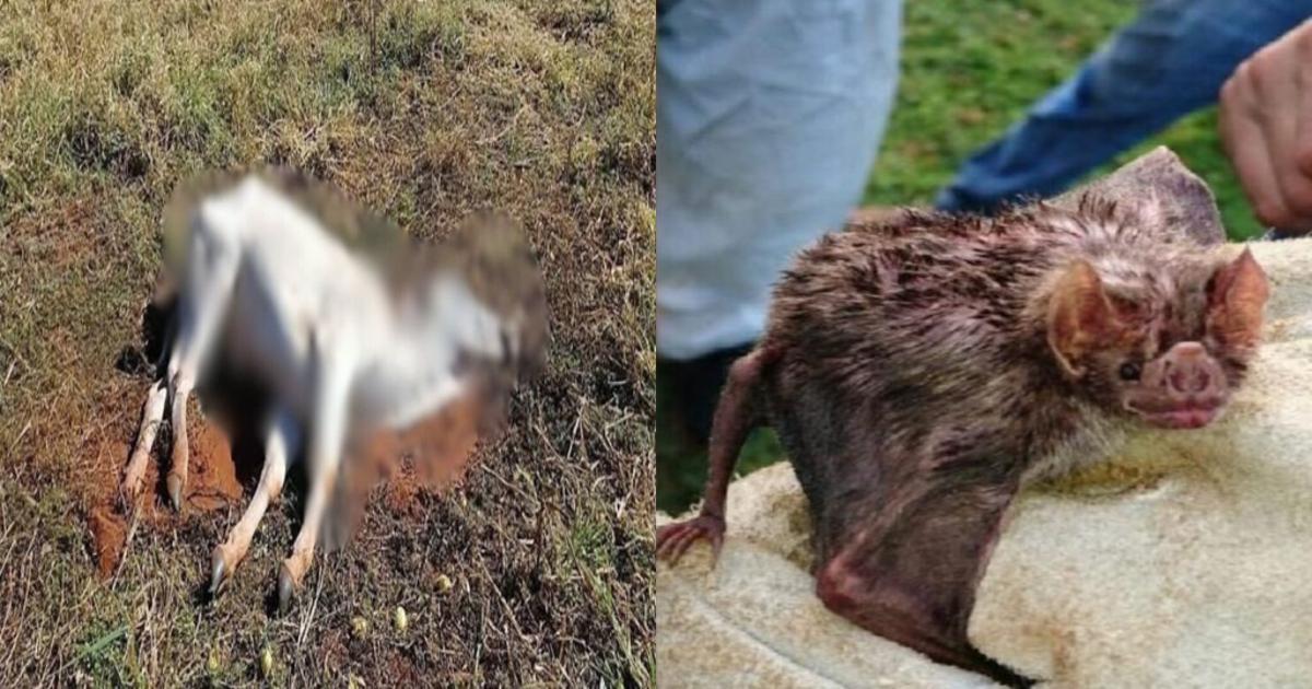 Atenção: caso de raiva animal é confirmado em São Mateus do Sul
