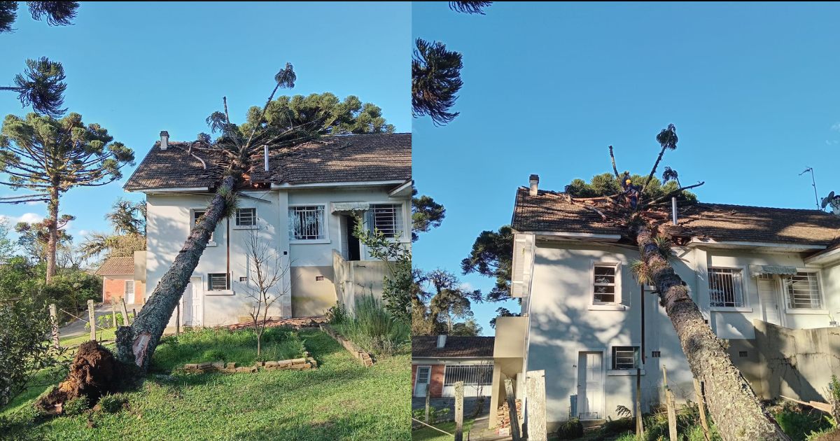 Ventos derrubam pinheiro araucária sobre casa em Mafra; ninguém ficou ferido