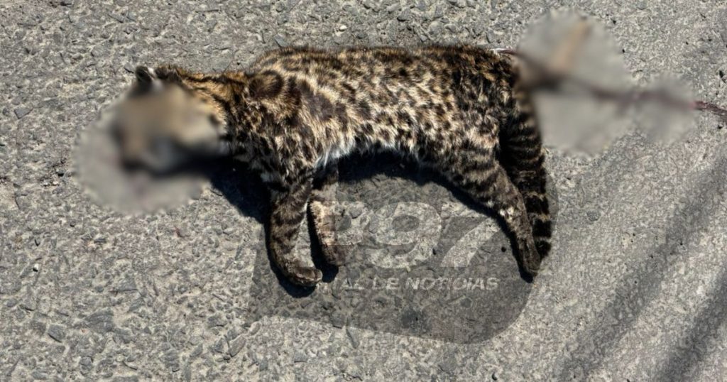 Gato-do-mato é encontrado morto após atropelamento na BR-476 em São Mateus do Sul