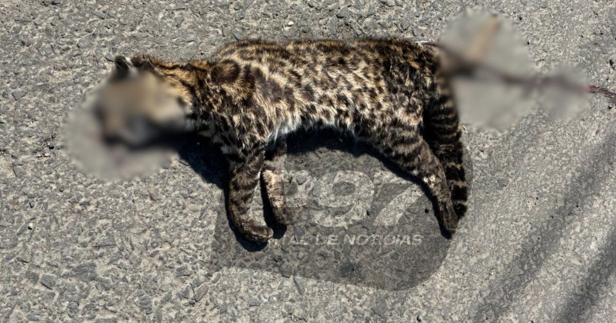 Gato-do-mato é encontrado morto após atropelamento na BR-476 em São Mateus do Sul