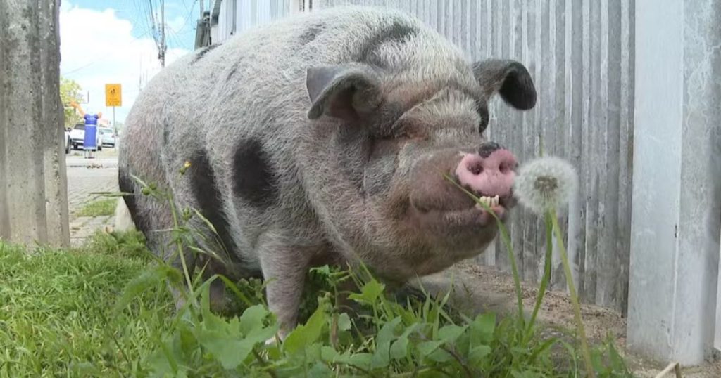 Porco de 100 kg vira pet em Curitiba e tem direito a banho de chuveiro e cama com coberta: ‘A gente mima’