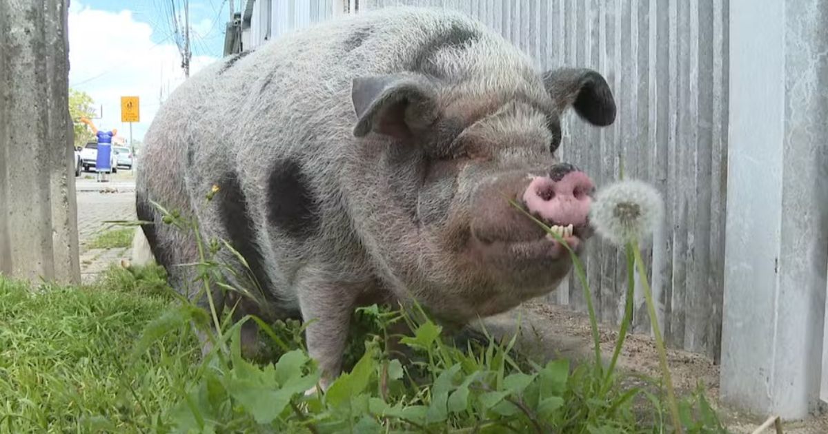 Porco de 100 kg vira pet em Curitiba e tem direito a banho de chuveiro e cama com coberta: ‘A gente mima’
