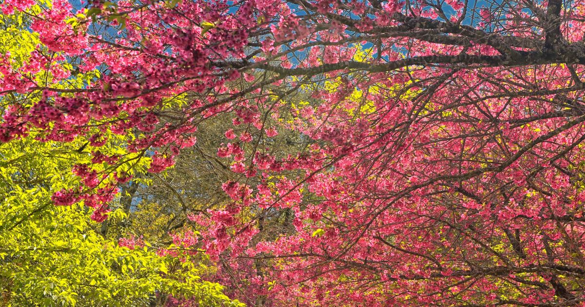 Pólen, umidade e temperatura: primavera aumenta riscos de alergias respiratórias