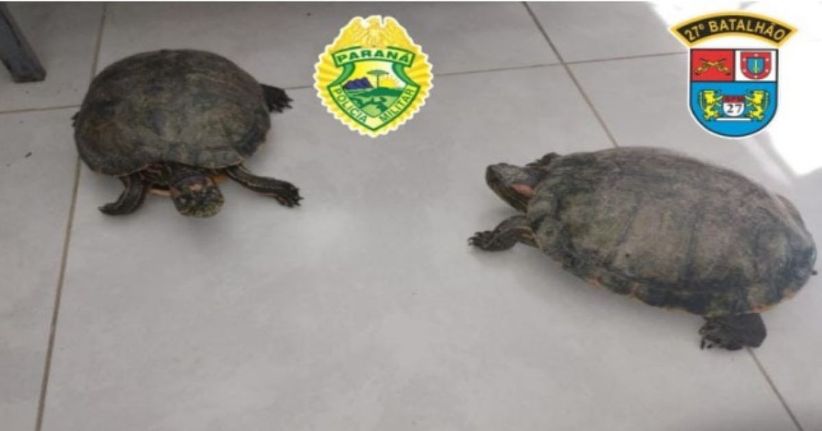 Morador entrega voluntariamente animais silvestres mantidos irregularmente em residência na zona rural de Antonio Olinto