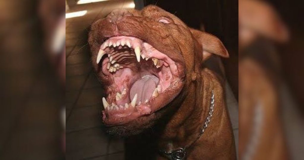 Ataque de pitbulls deixa jovem em estado grave em Ponta Grossa