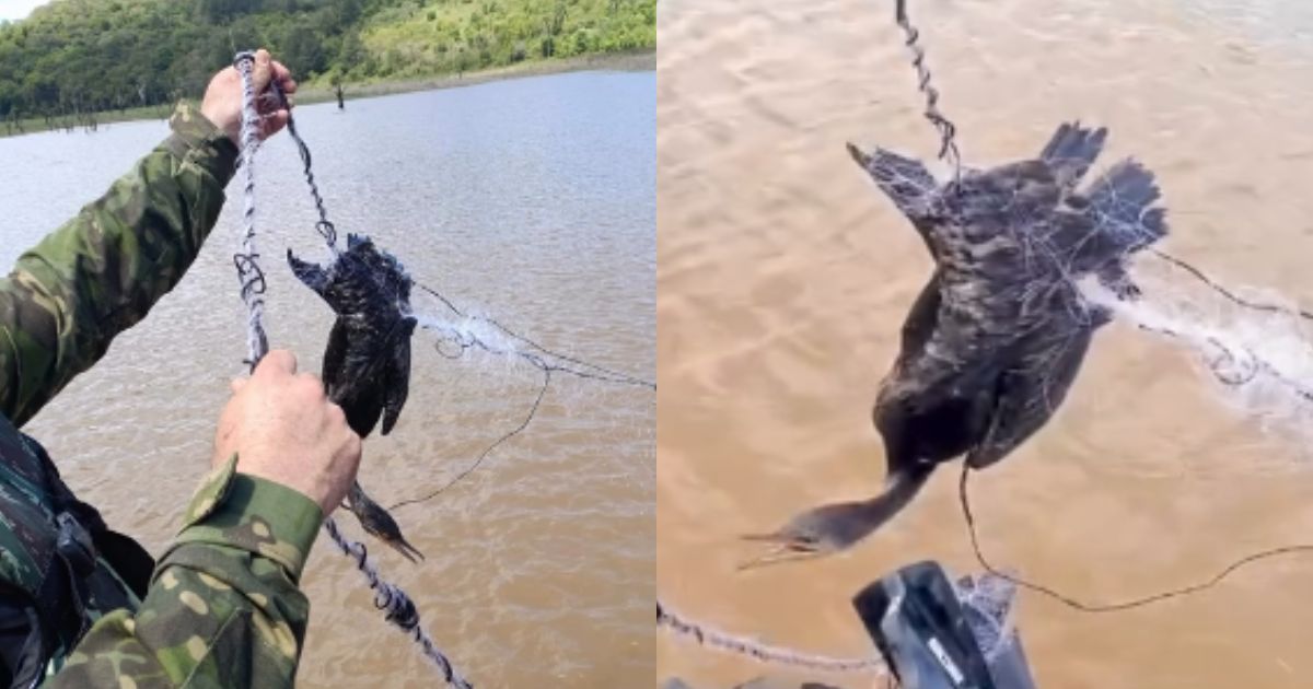 Vídeo: Polícia Ambiental apreende redes de pesca predatória e resgata ave enredada
