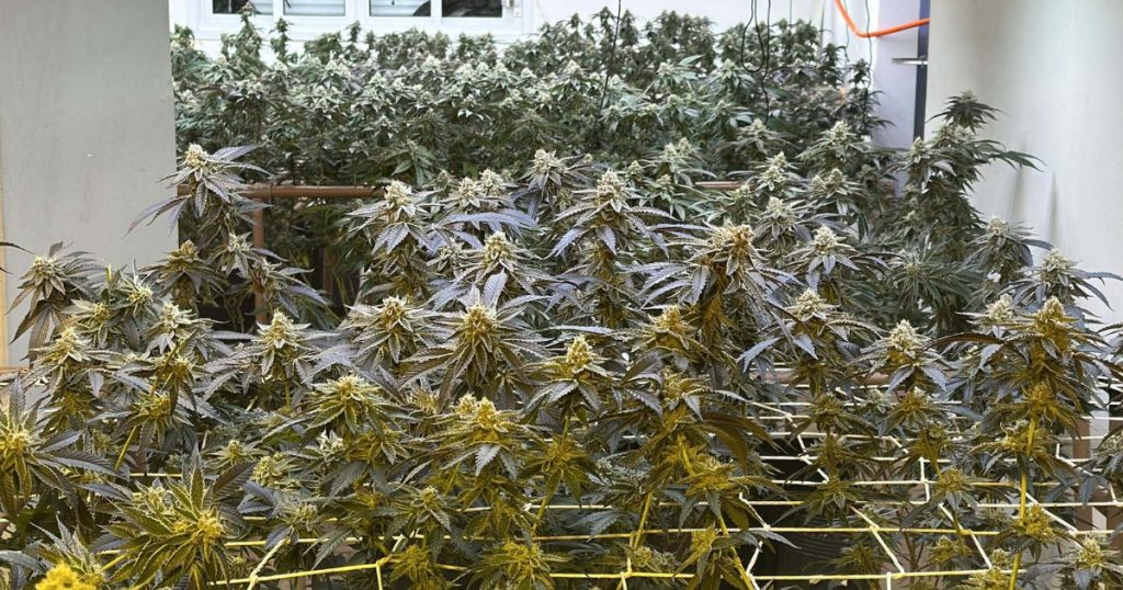 Polícia Militar do Paraná apreende 350 pés de maconha em estufa clandestina no Paraná