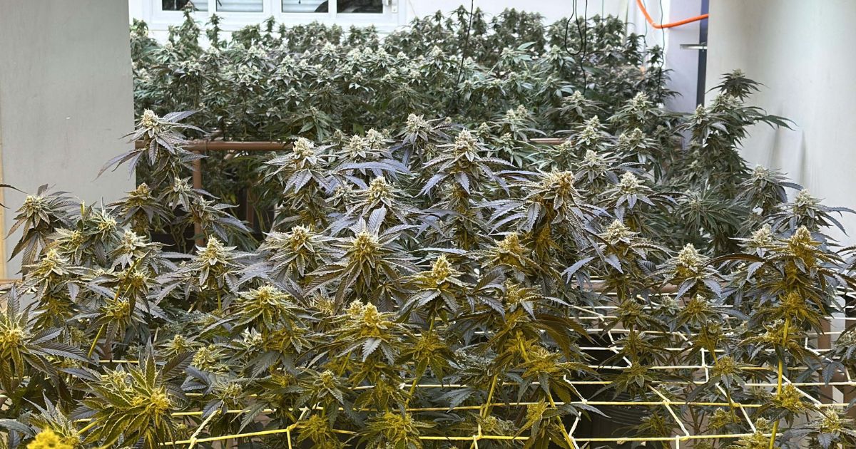 Polícia Militar do Paraná apreende 350 pés de maconha em estufa clandestina no Paraná