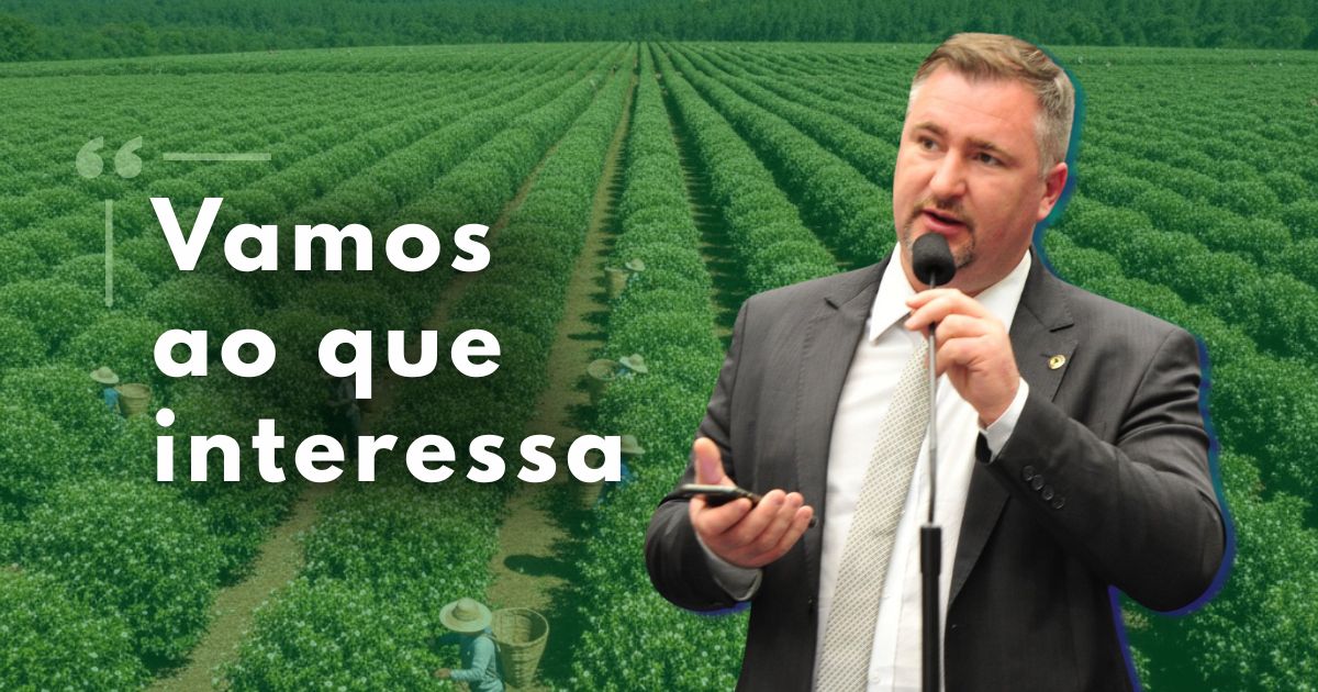 Crise estrutural na erva-mate: do colapso de preços à busca por novos mercados no Paraná e Argentina