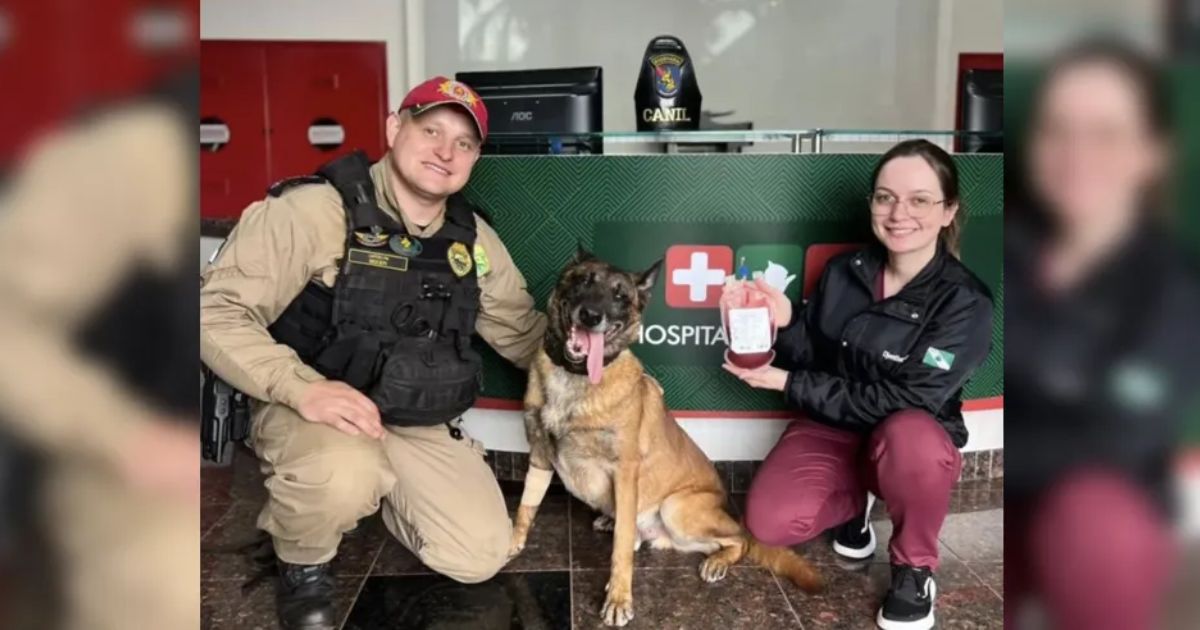 Cão policial faz doação de sangue no Paraná para salvar cadela atropelada