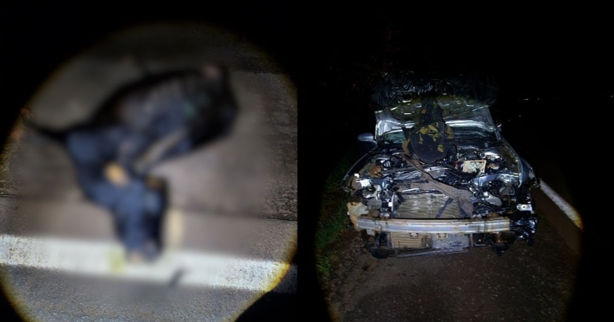 Motorista se envolve em acidente após boi invadir pista em rodovia do Paraná