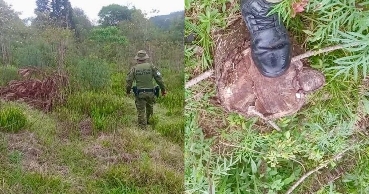 Polícia Ambiental flagra corte ilegal de 139 pinheiros em Irati e aplica multa de R$ 69,5 mil