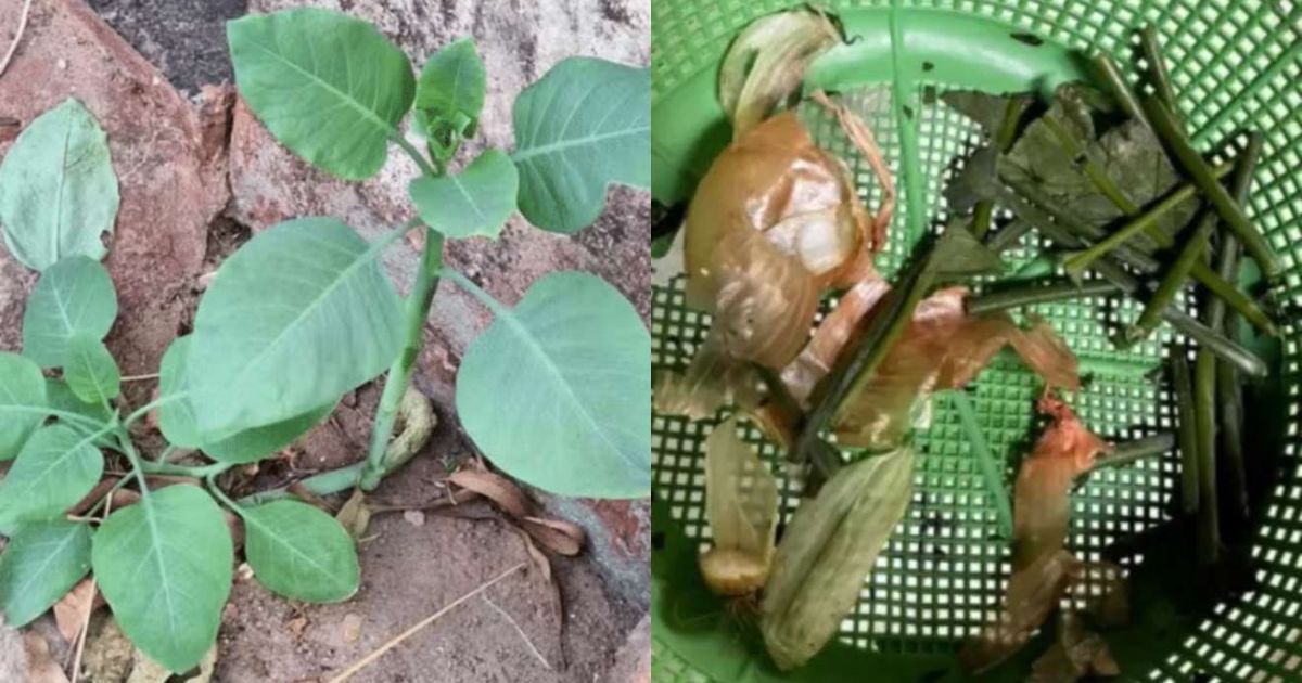 Morre mulher que confundiu couve com planta tóxica durante almoço de família