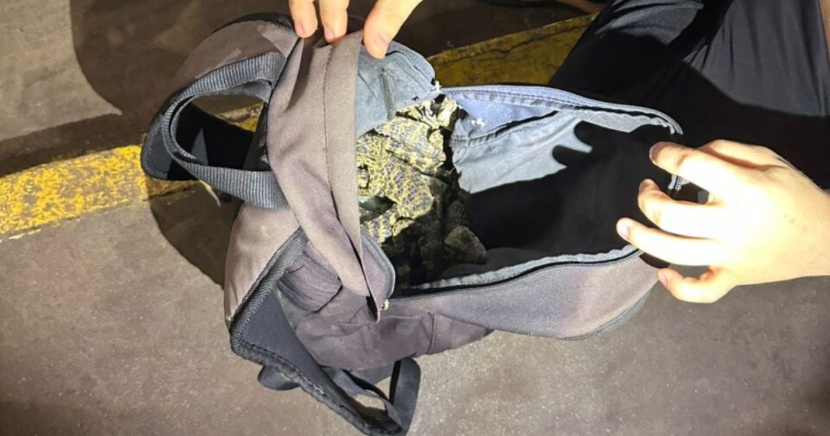 Homem é flagrado com cobras e jacarés escondidos em mochilas no Paraná