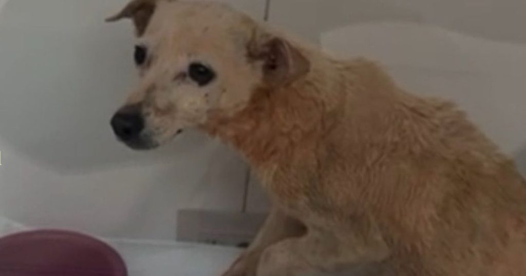 Cachorrinha é jogada em rio com pata quebrada pelo próprio dono no Paraná