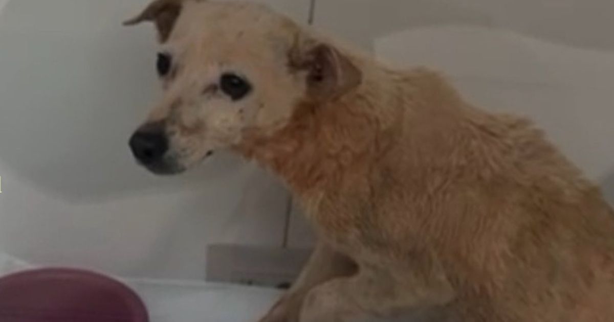 Cachorrinha é jogada em rio com pata quebrada pelo próprio dono no Paraná
