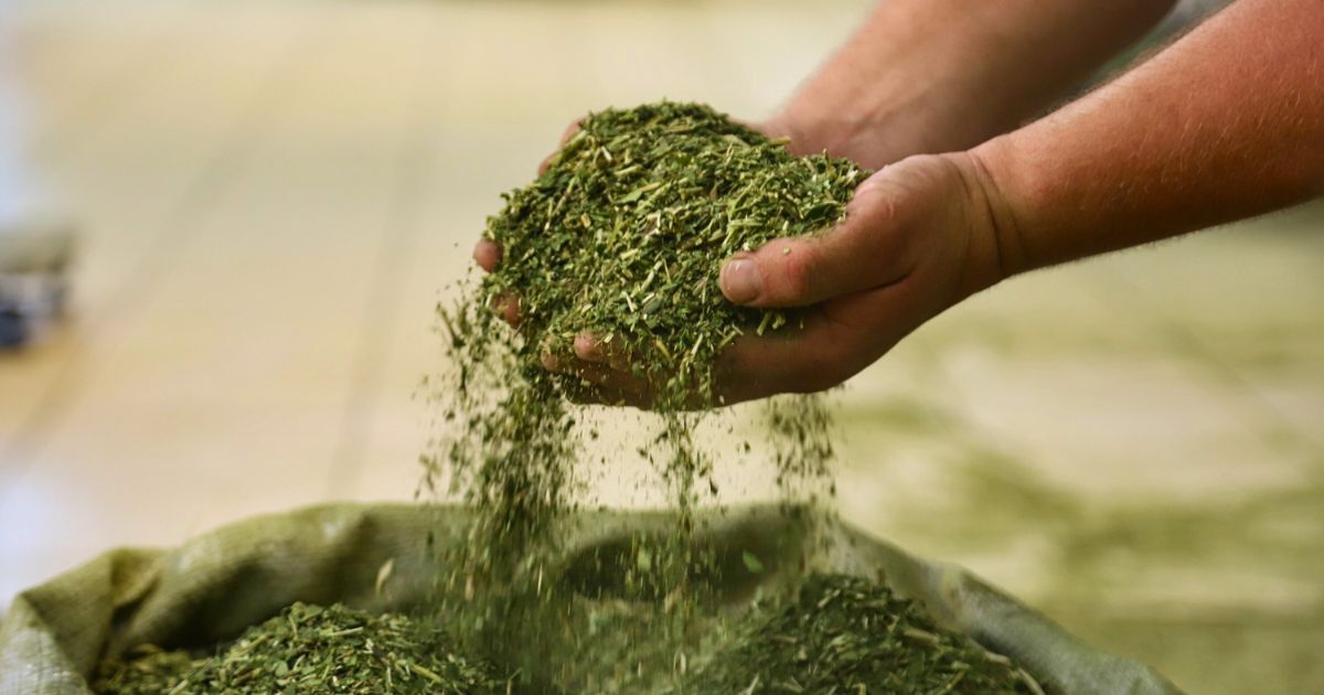 Crescimento da produção de erva-mate do Paraná supera outros estados do Sul