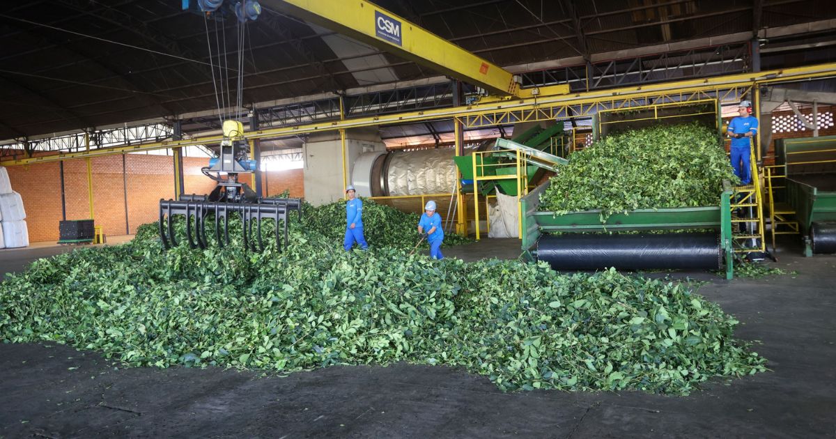 Arranjo de pesquisa sobre erva-mate vai impulsionar inovações na cadeia produtiva