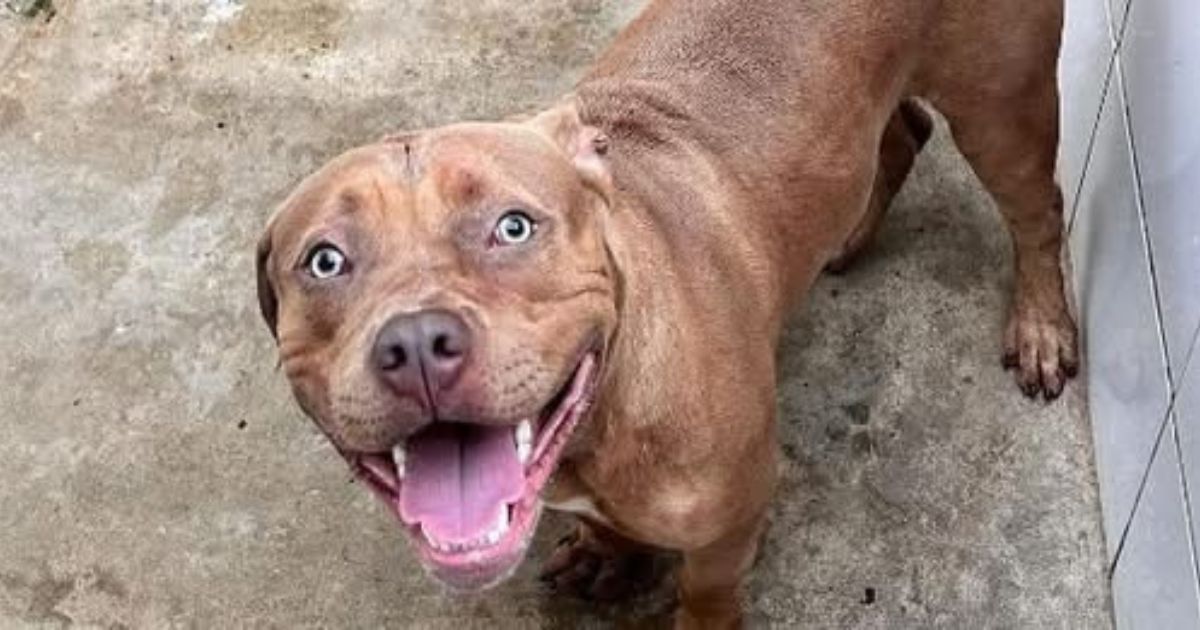 Criança morre após ataque de pitbull na zona norte do RJ