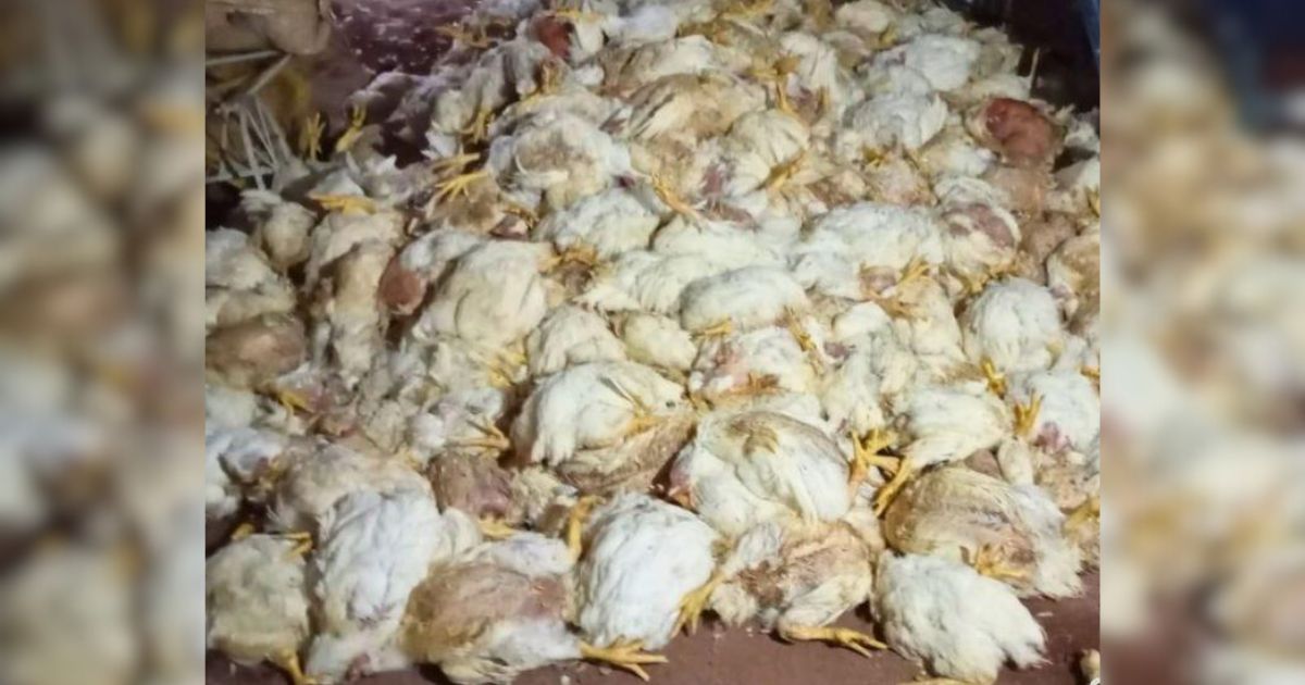 No Paraná, produtor rural perde criação de galinhas após queda de energia