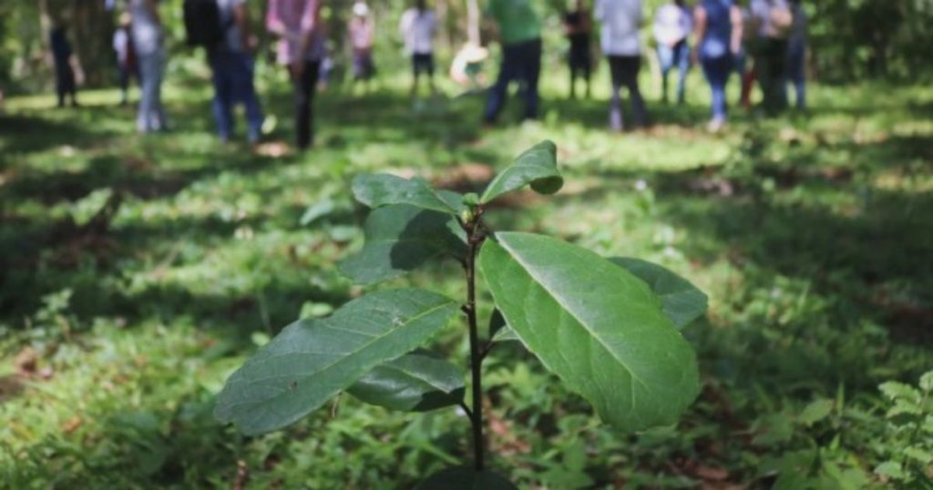 Produção de erva-mate no PR é reconhecida como patrimônio mundial