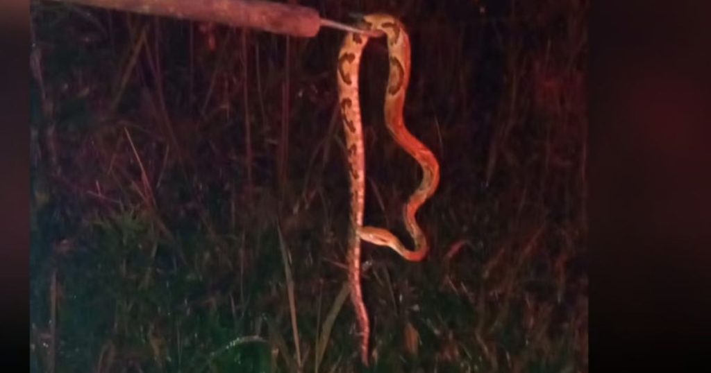 Bombeiros capturam jararaca em residência de Porto União