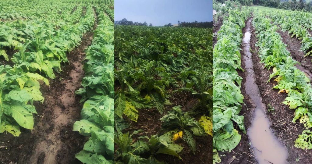 Granizo atinge São João do Triunfo e causa danos em lavouras de fumo em Porto Feliz