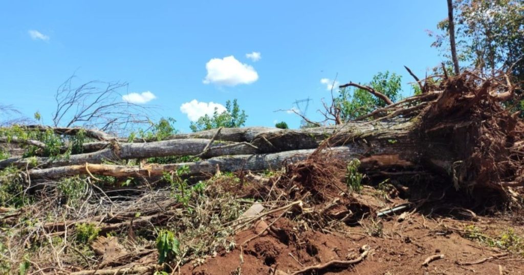 Derrubada de araucária leva à prisão em flagrante de homem no Paraná