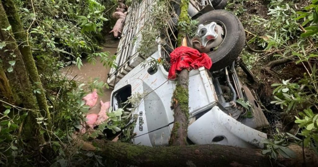 Caminhão carregado de suínos tomba na BR-280, em Três Barras