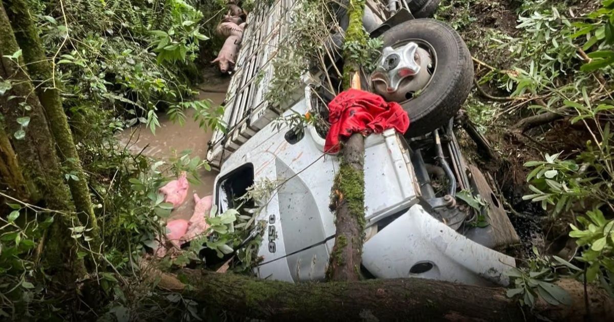 Caminhão carregado de suínos tomba na BR-280, em Três Barras