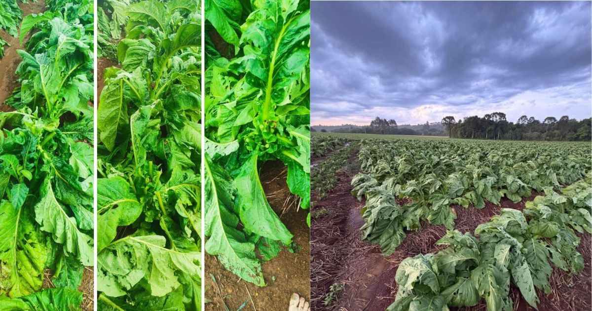 Granizo causa prejuízos a produtores no interior de São João do Triunfo neste domingo (30)