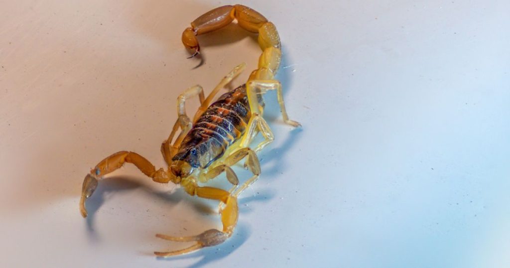 Paraná faz campanha para reforçar cuidados e prevenir picadas de escorpiões