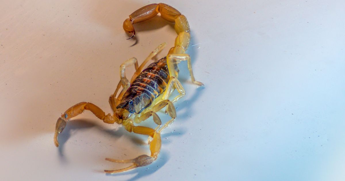 Paraná faz campanha para reforçar cuidados e prevenir picadas de escorpiões