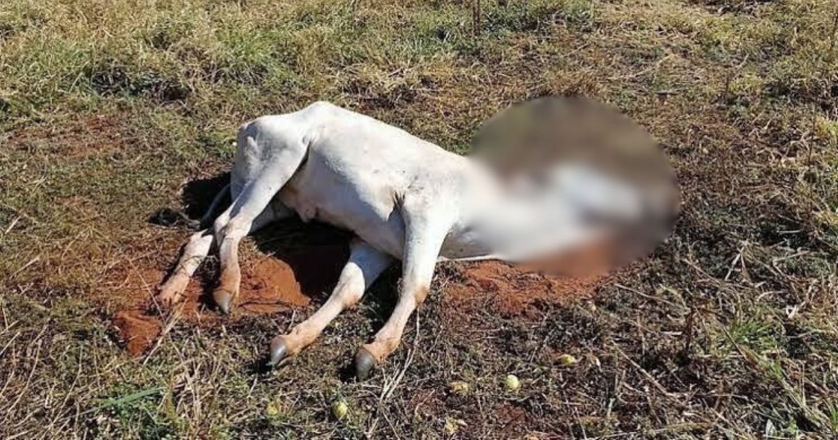 Criminosos matam vaca e furtam carne em propriedade rural na região