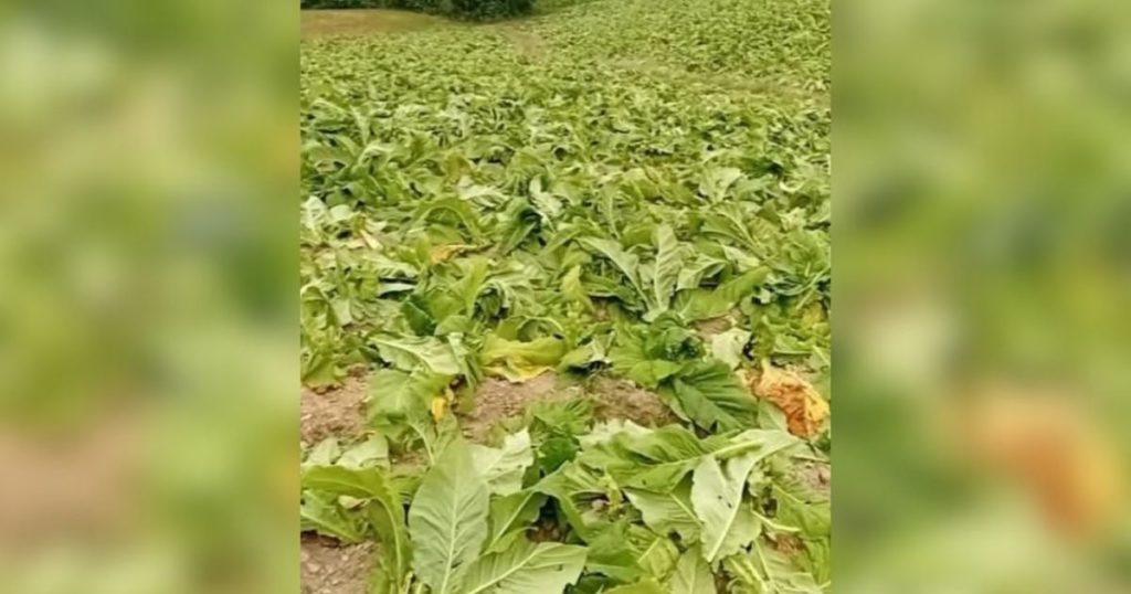 Produtor de Irati tem lavoura de tabaco destruída durante ataque criminoso 