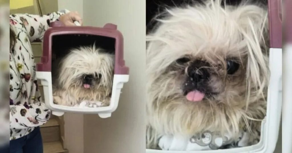 Cachorrinha cega é abandonada em igreja e carta enviada pela dona emociona párocos