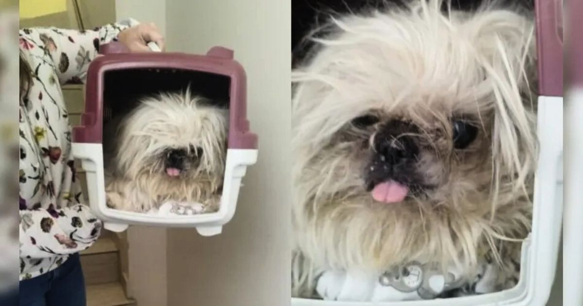 Cachorrinha cega é abandonada em igreja e carta enviada pela dona emociona párocos