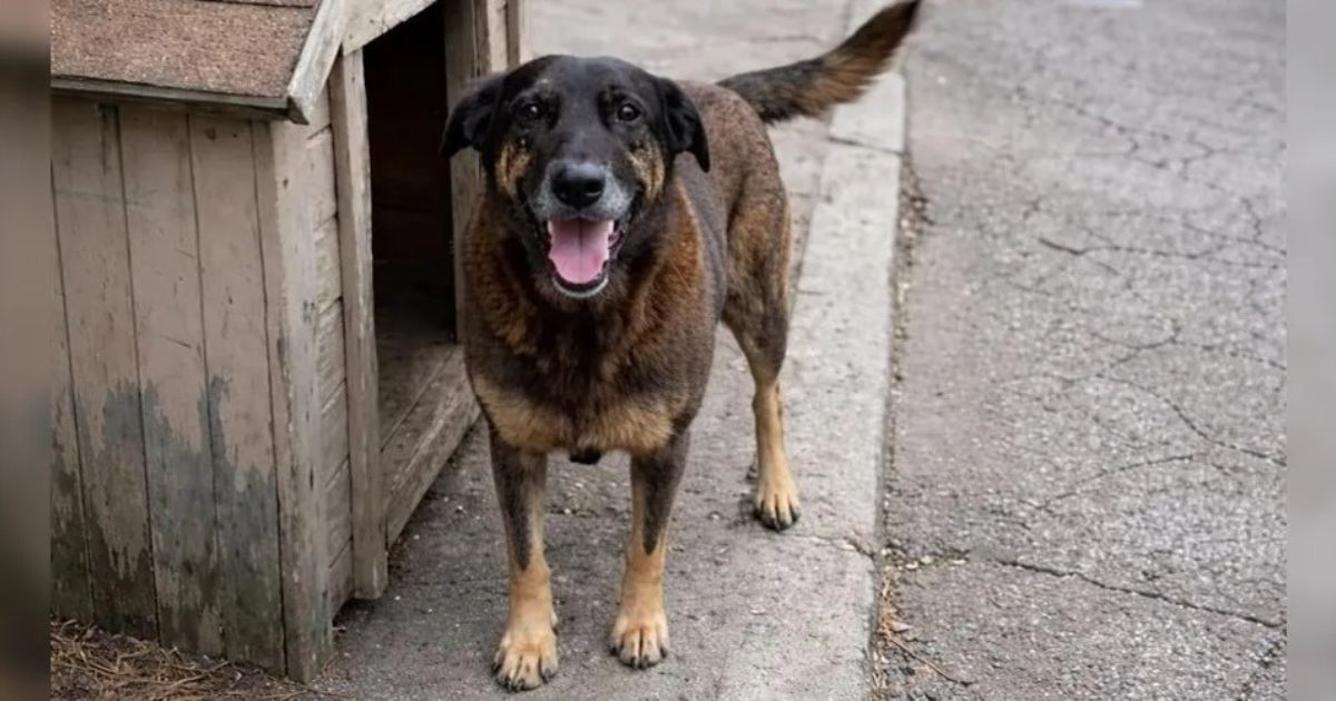 Polícia apura morte do cão comunitário Orelha por maus-tratos em praia de SC