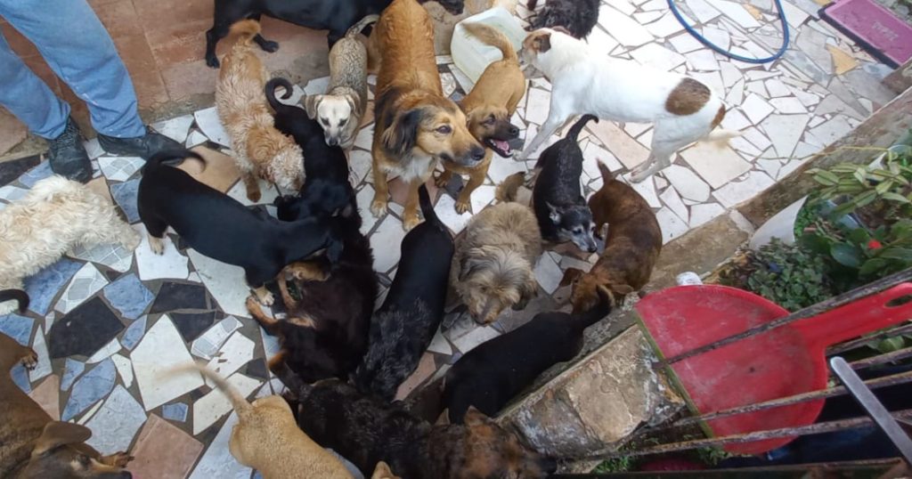 ONG 4 Patas, de São Mateus do Sul, pede apoio para cuidar de 28 cães após morte de tutor