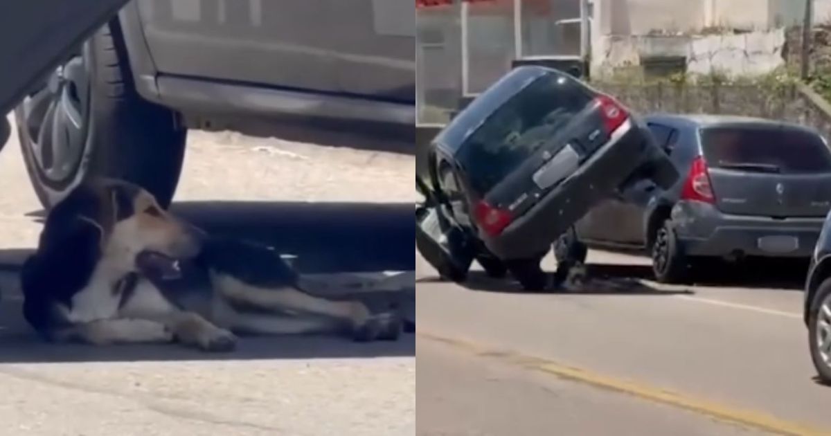 Cachorro descansa na sombra de carro envolvido em acidente no Paraná e viraliza