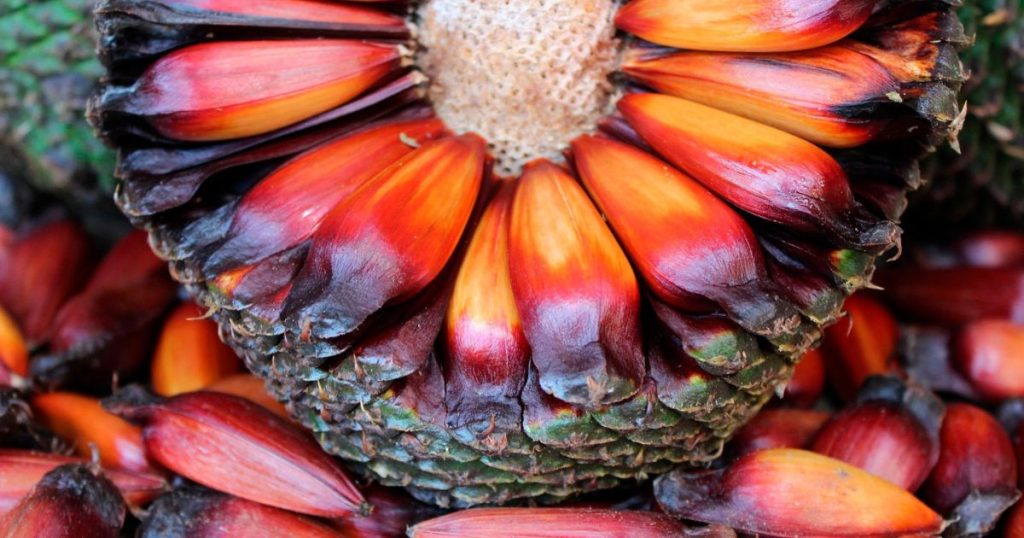 Colheita do pinhão no Paraná é adiada para 15 de abril para garantir preservação da araucária