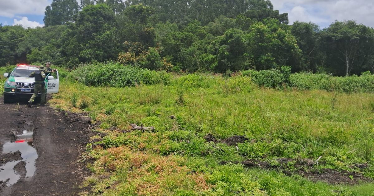 Polícia Ambiental aplica multa de R$ 5 mil por corte ilegal de árvores nativas em São Mateus do Sul