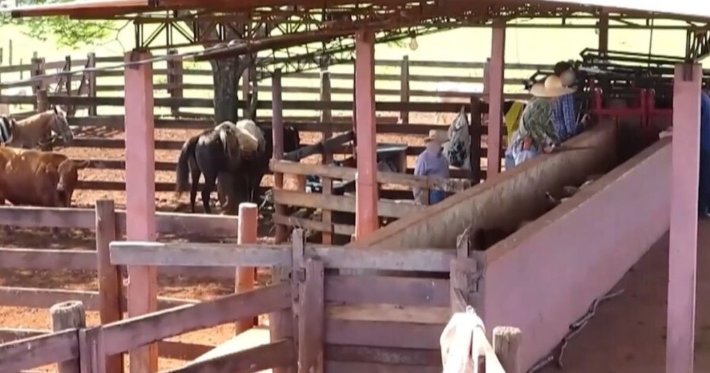 Adapar reforça ações de controle da tuberculose e da brucelose bovina