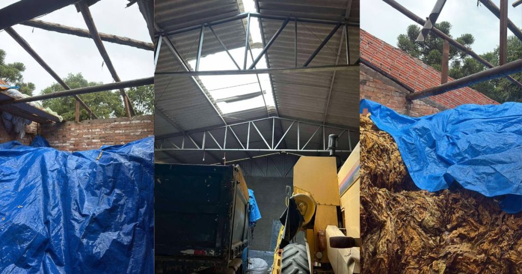 Temporal causa prejuízos a produtor de tabaco em São João do Triunfo